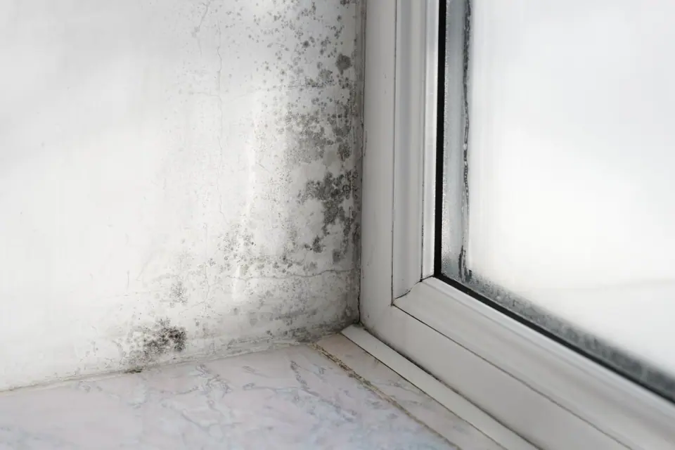 Black mold growing on a white wall in the corner near a window with condensation; marble-patterned windowsill visible—signs that water damage restoration or structural drying services may be needed.