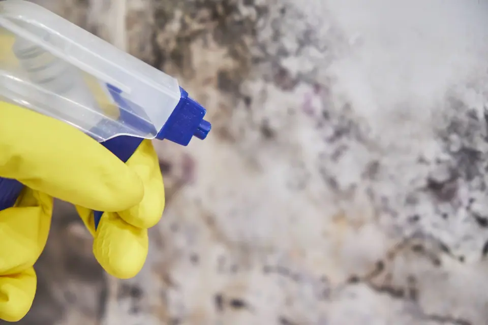 A person wearing yellow gloves sprays cleaner on a moldy wall, addressing concerns like those who might wonder, "Can urgent care test for mold exposure?.