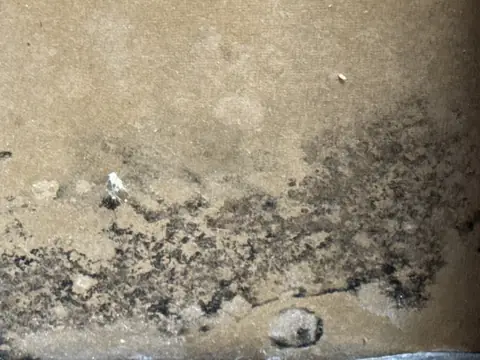 Dark mold spreading across the back of a wet drywall panel