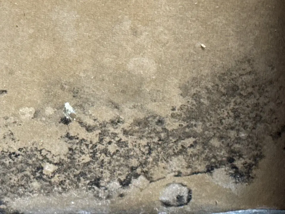 Dark mold spreading across the back of a wet drywall panel