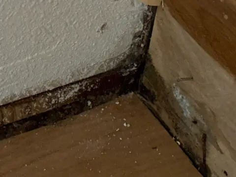 Dark mold along the base of a wall corner after the baseboard came off