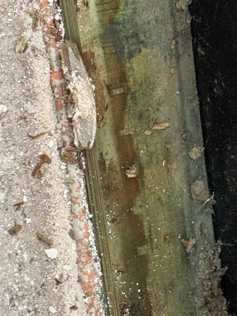Green and dark mold growth on wall framing