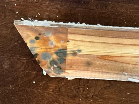 Dark mold spots on the back of a removed wooden board