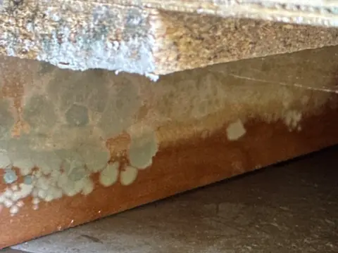 Mold colonies growing on the underside of a cabinet base after a slow leak