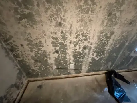 Heavy mold growth across a wall and ceiling corner in an empty room